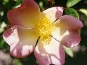 (12) old rose